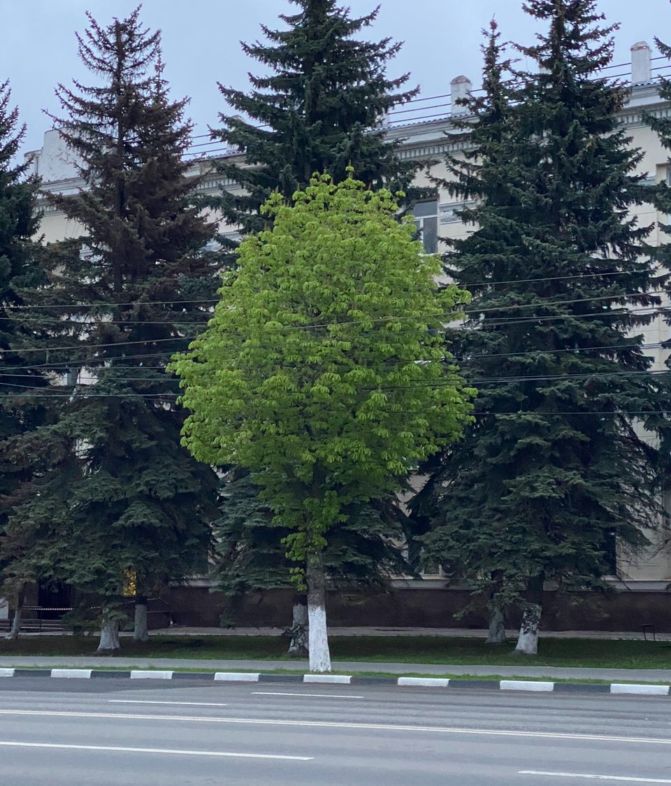 дерево — деталь города в Туле